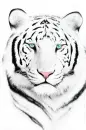 Snow Tiger