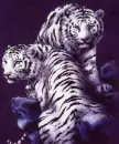 Snow Tigers