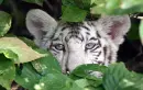 Hiding