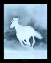 Wild Stallion