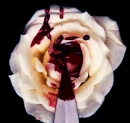 kill rose
