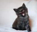 Smiley Cat