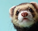 Chipmunk