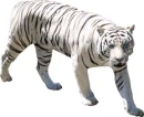 White Tiger