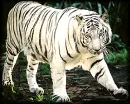 White Tiger