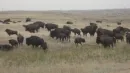 Buffalo