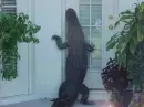 Knock Knock