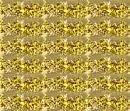 Gold2