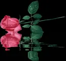 rose