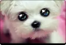 cute puppy!