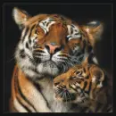 tigers
