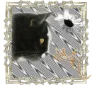 Cat With Diamond Lizard