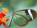 Borboleta transparente Butterfly
