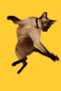 Dancing Siamese