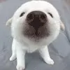 kawaii&cute avatar