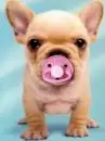 cute puppy