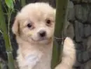 Monkey Doggy