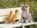 Is the Kitty talking to the ducky...??? >.<