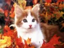 Willow Cat