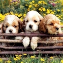 Doggies