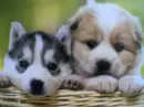 Cute Pups