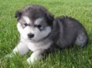 Wolfy