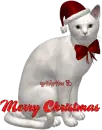 xmas kitty