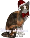xmas kitty