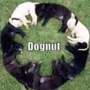 Dognut!