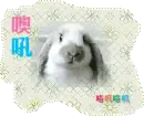 cute bunny