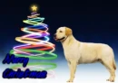 Merry Christmas!