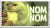 nom nom kitty