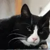 funny kitty
