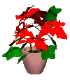 poinsettia
