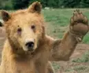 The Bear Says, "Hi" to you