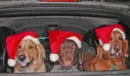 Three Santa dogs