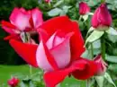 rose