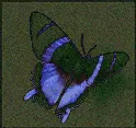 TWIRLING BUTTERFLY