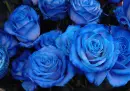 Blue Roses