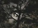 Tree at night