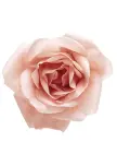 Pink Rose