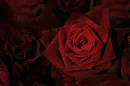 Red Rose