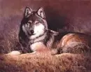 wolves