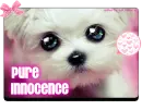 Pure Innocence