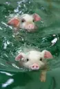 Swimming Baby Pigs
