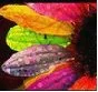 colorful flower