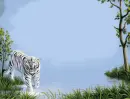 Tiger frame