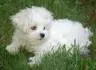 cute puppy