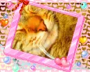 Cat nose => Tiger 