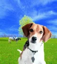 Beagle and Cow